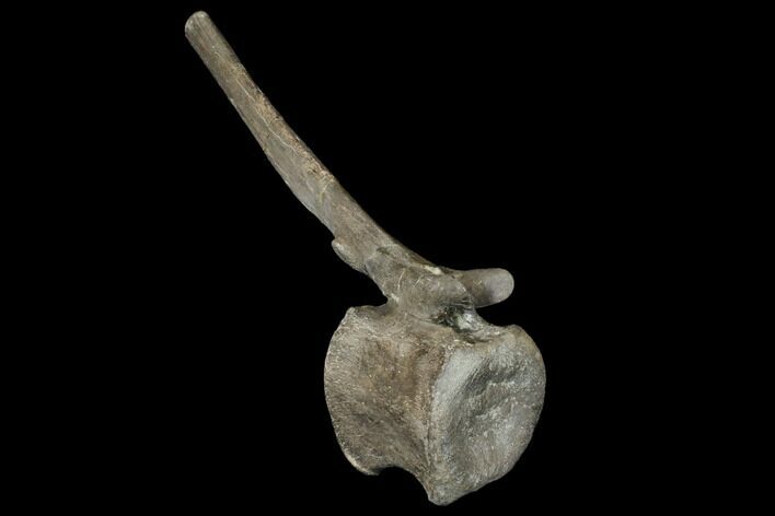 Hadrosaur Caudal Vertebra - Two Medicine Formation, Montana #129794